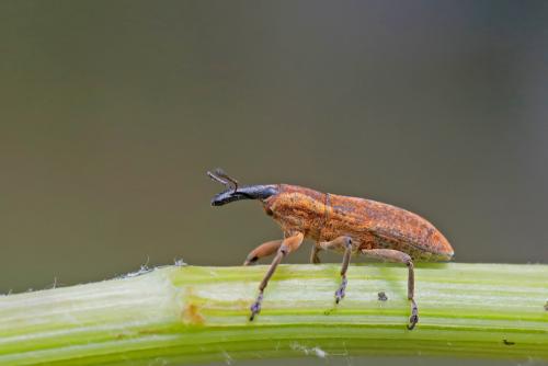Réf. 260 750 : Lixus sp.